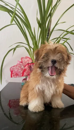 VENDO FILHOTE DE LHASA APSO PURO
