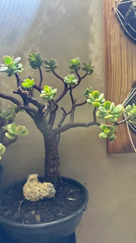 Suculenta jade