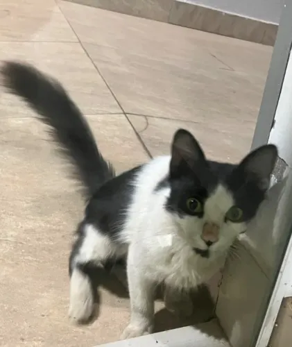 Doação Gatinho