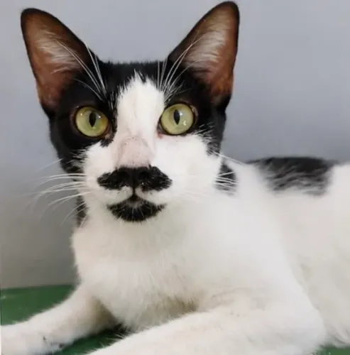 Gata castrada e vacinada para adoção 