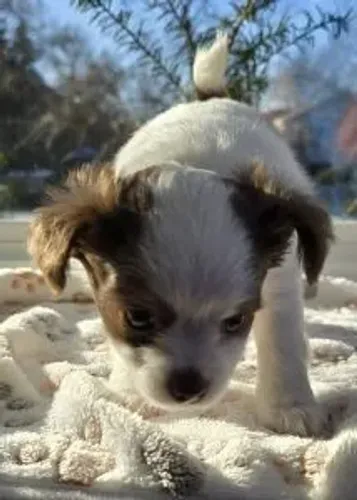 Chihuahua fofo demais 
