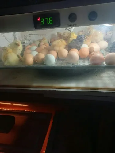 Chocadeira