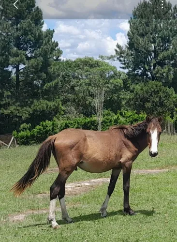 Vendo Cavalo 