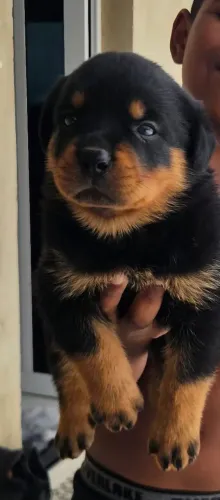 Filhote Rottweiler