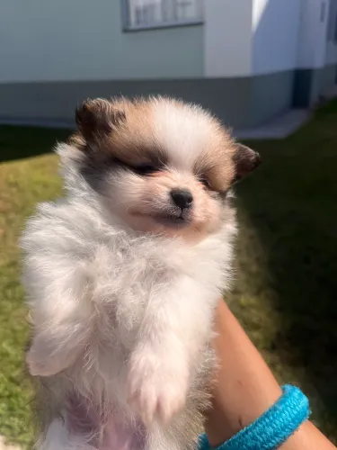 Lulu da Pomerania