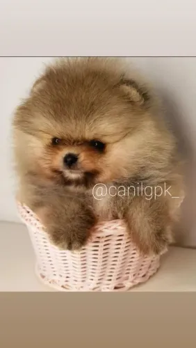 Lulu da Pomerânia anão ursinho com pedigree