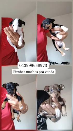Pinsher machos