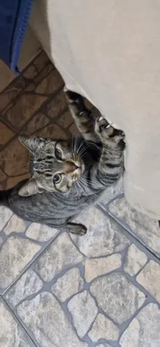 Gatos para adoção