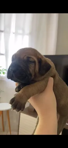 Fila brasileiro 