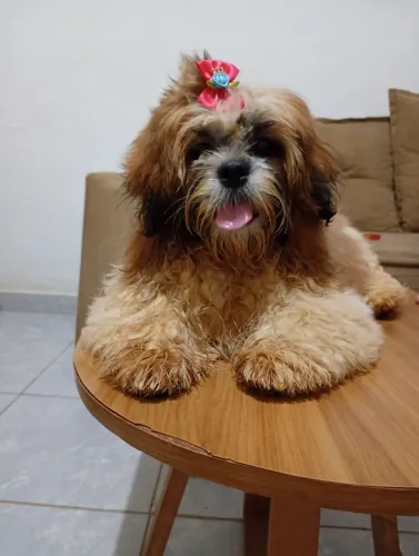 Filhote Shih tzu Fêmea a venda.