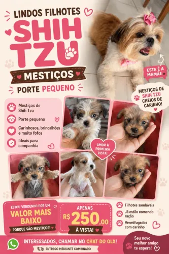 Filhote de shih tzu mestiço