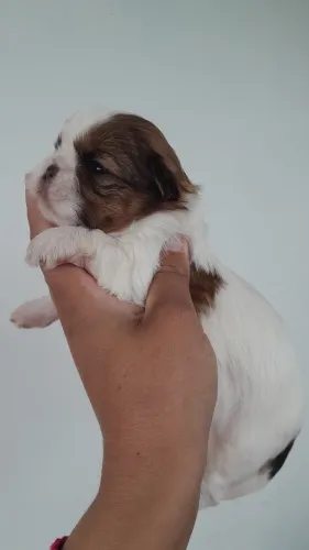 Shih tzu fêmea