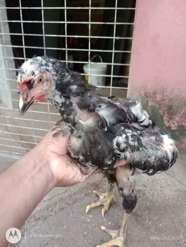 Galinha sertaneja balão GSB