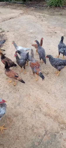 Frango avenda