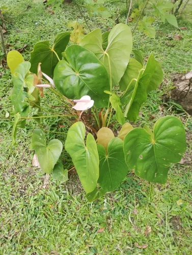 Muda de antúrio