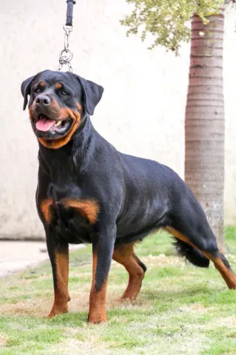 FILHOTES DE ROTTWEILER DE ALTA LINHAGEM - EXCELÊNCIA E PROCEDÊNCIA