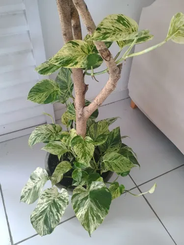 Linda jibóia comeu braca para decoração do seu jardim 