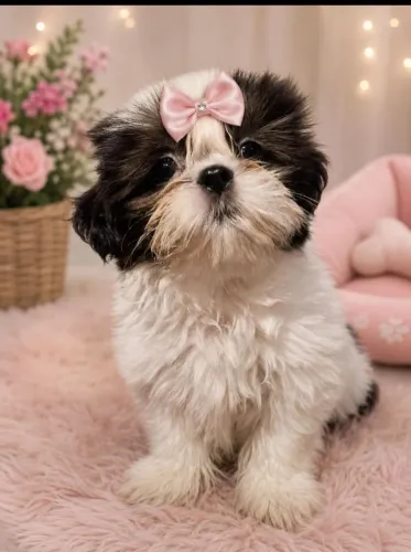 Fêmea - Shih Tzu - Shitzu