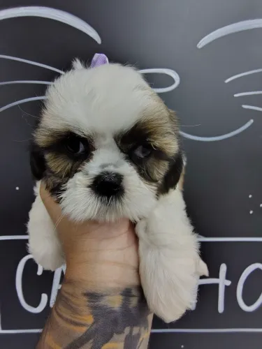 Linda ShihTzu disponível - Temos Machos e Fêmeas - Seu Filho de 4 patas esta aqui!