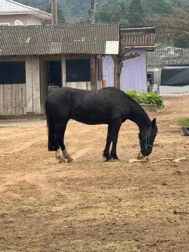 Cavalo