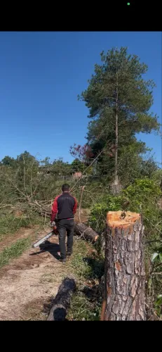 Faço cortes e podas de árvores