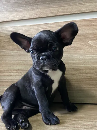 Bulldog Francês Fêmea 