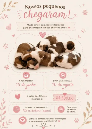 Filhote shih tzu - Machinhos