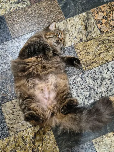 Vendo filhotes de Persa com himalaio.