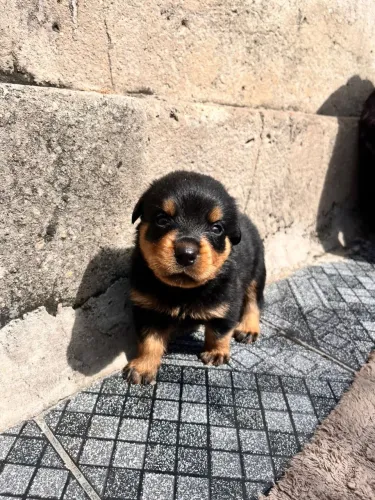 Vende-se filhote de Rottweiler 
