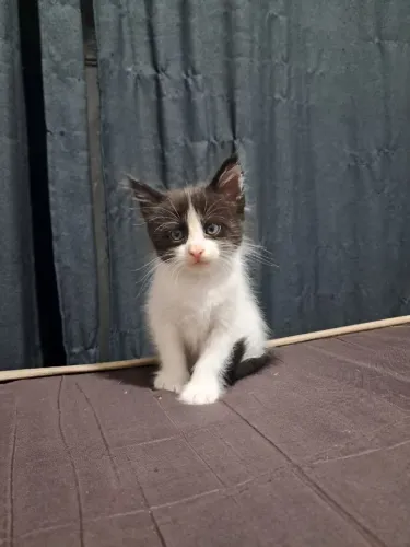 Gatinhos para doação