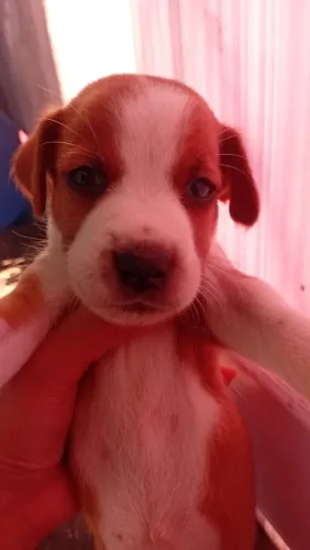 Vemde se cachorrinho 