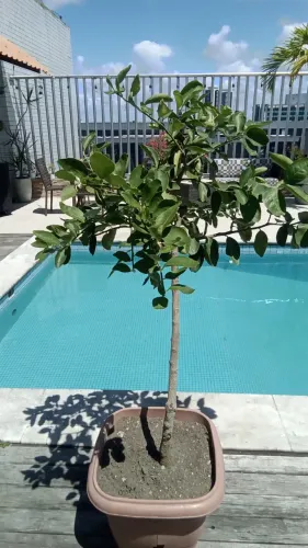 Pé de limão taiti dando fruto
