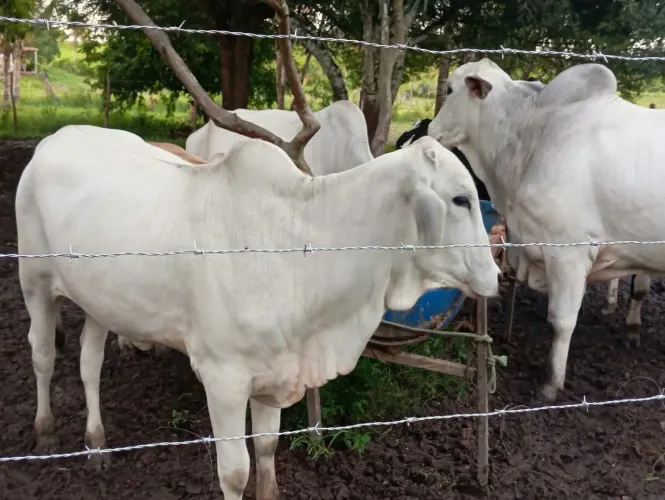 Agropecuária