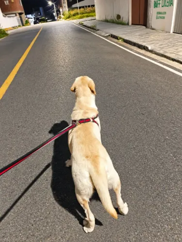 Casal de Labradores para Adoção