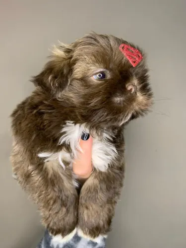 Shitzu mini