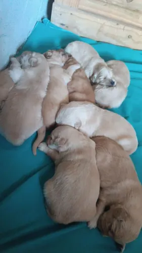 Filhotes de Golden Retriever com pedigree emitido