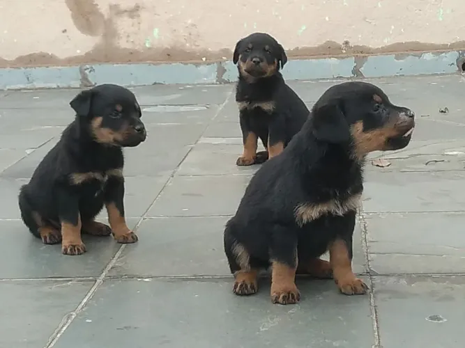 Filhote de Rottweiler o guardião carinhoso que encanta desde bebê