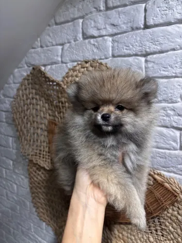Filhote de Lulu da Pomerânia anão ( Spitz alemão)