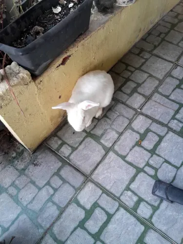 Doa se um coelho