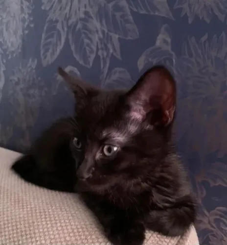 Gatinhos preto machos disponível 