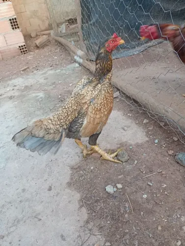 Galinhas índias