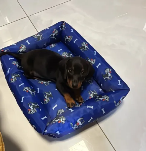 Lindo filhote dachshund/ salsicha