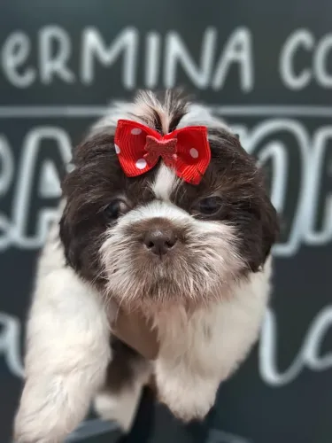 Olhos Verdes, Nariz Marrom e de cor Branca e Chocolate, Fêmea a Pronta entrega!
