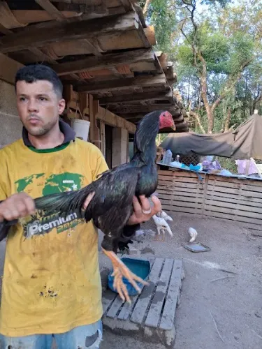 Galo Indio