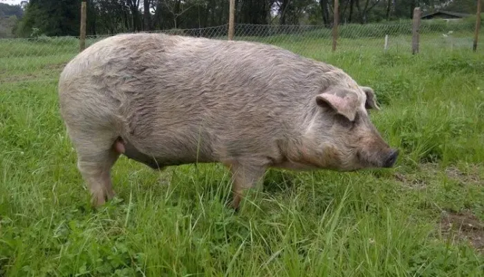 Porco à venda - saudável e pronto para engorda ou abate