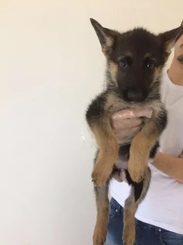 Pastor Alemão: o cão vigilante e afetuoso