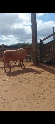Vaca boa para corte