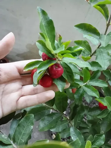 Muda de Acerola Enxertada com Frutos - 1,20m - Pronta Entrega!