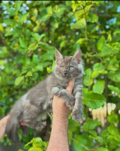 MAINE COON FEMEA