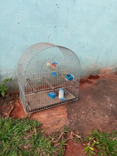 Gaiola grande em ótimo estado
